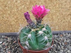 Gymnocalycium denudatum Jan Šuba, pot 7 cm - 12404811