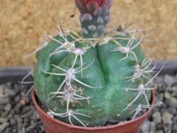 Gymnocalycium denudatum Jan Šuba, pot 7 cm - 12404812