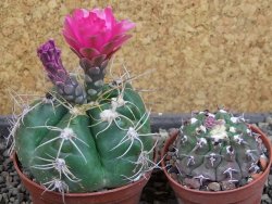 Gymnocalycium denudatum Jan Šuba, pot 7 cm - 12404813