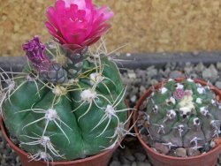 Gymnocalycium denudatum Jan Šuba, pot 7 cm - 12404814