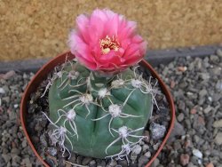 Gymnocalycium denudatum Jan Šuba, pot 9 cm - 12404815