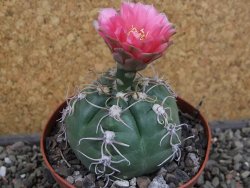 Gymnocalycium denudatum Jan Šuba, pot 9 cm - 12404817