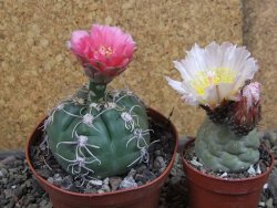 Gymnocalycium denudatum Jan Šuba, pot 9 cm - 12404818