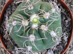 Gymnocalycium denudatum Jan Šuba, pot 9 cm - 12404819