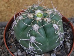 Gymnocalycium denudatum Jan Šuba, pot 9 cm - 12404820