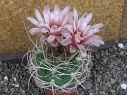 Gymnocalycium mazanense polycephalum VS 46 Cuipan, pot 5,5 cm