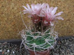 Gymnocalycium mazanense polycephalum VS 46 Cuipan, pot 5,5 cm - 12404823