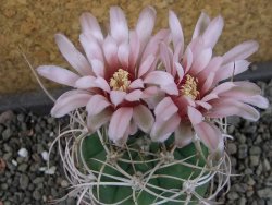 Gymnocalycium mazanense polycephalum VS 46 Cuipan, pot 5,5 cm - 12404825