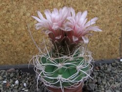 Gymnocalycium mazanense polycephalum VS 46 Cuipan, pot 5,5 cm - 12404826