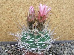 Gymnocalycium mazanense polycephalum VS 46 Cuipan, pot 5,5 cm - 12404828