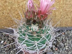 Gymnocalycium mazanense polycephalum VS 46 Cuipan, pot 5,5 cm - 12404829