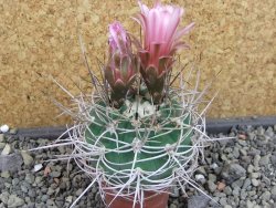 Gymnocalycium mazanense polycephalum VS 46 Cuipan, pot 5,5 cm - 12404830