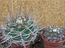 Gymnocalycium mazanense polycephalum VS 46 Cuipan, pot 5,5 cm - 12404831