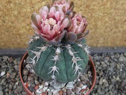Gymnocalycium spegazzinii unguispinum SL 44b, pot 8,5 cm
