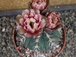 Gymnocalycium spegazzinii unguispinum SL 44b, pot 8,5 cm - 12404845