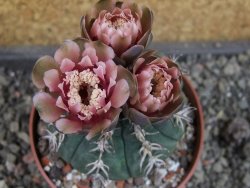 Gymnocalycium spegazzinii unguispinum SL 44b, pot 8,5 cm - 12404846