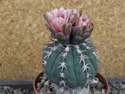 Gymnocalycium spegazzinii unguispinum SL 44b, pot 8,5 cm - 12404847