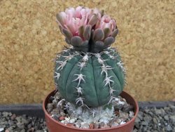 Gymnocalycium spegazzinii unguispinum SL 44b, pot 8,5 cm - 12404848