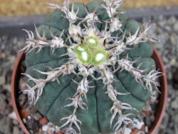 Gymnocalycium spegazzinii unguispinum SL 44b, pot 8,5 cm - 12404849