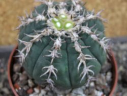 Gymnocalycium spegazzinii unguispinum SL 44b, pot 8,5 cm - 12404850