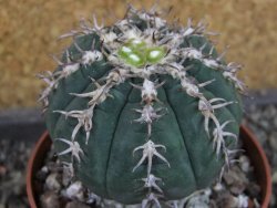 Gymnocalycium spegazzinii unguispinum SL 44b, pot 8,5 cm - 12404851