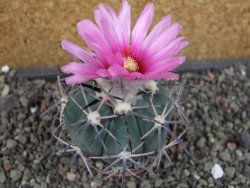 Echinocactus horizonthalonius KKR 81 El Pilar, pot 7 cm - 12404863