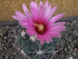 Echinocactus horizonthalonius KKR 81 El Pilar, pot 7 cm - 12404864