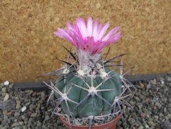 Echinocactus horizonthalonius KKR 81 El Pilar, pot 7 cm - 12404866