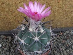 Echinocactus horizonthalonius KKR 81 El Pilar, pot 7 cm - 12404867