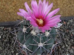 Echinocactus horizonthalonius KKR 81 El Pilar, pot 7 cm - 12404868