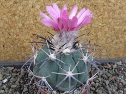 Echinocactus horizonthalonius KKR 81 El Pilar, pot 7 cm - 12404869