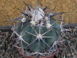 Echinocactus horizonthalonius KKR 81 El Pilar, pot 7 cm - 12404870