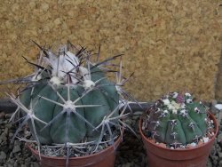 Echinocactus horizonthalonius KKR 81 El Pilar, pot 7 cm - 12404871
