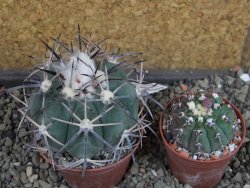 Echinocactus horizonthalonius KKR 81 El Pilar, pot 7 cm - 12404872