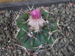 Echinocactus horizonthalonius RS 1038 La Trinidad, SLP pot 5,5 cm - 12404874