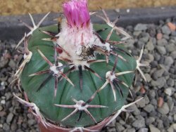 Echinocactus horizonthalonius RS 1038 La Trinidad, SLP pot 5,5 cm - 12404875