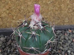 Echinocactus horizonthalonius RS 1038 La Trinidad, SLP pot 5,5 cm - 12404876
