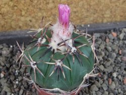 Echinocactus horizonthalonius RS 1038 La Trinidad, SLP pot 5,5 cm - 12404877