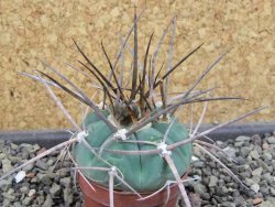 Gymnocalycium armatum LH1431 Pajcho centro, Tarija, pot 5,5 cm - 12404886