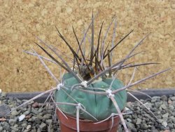 Gymnocalycium armatum LH1431 Pajcho centro, Tarija, pot 5,5 cm - 12404887