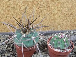 Gymnocalycium armatum LH1431 Pajcho centro, Tarija, pot 5,5 cm - 12404888