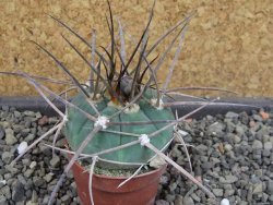 Gymnocalycium armatum LH1431 Pajcho centro, Tarija, pot 5,5 cm - 12404890