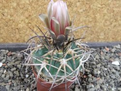 Gymnocalycium armatum Tarija, pot 5,5 cm - 12404892