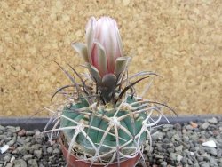 Gymnocalycium armatum Tarija, pot 5,5 cm - 12404893