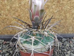 Gymnocalycium armatum Tarija, pot 5,5 cm - 12404894