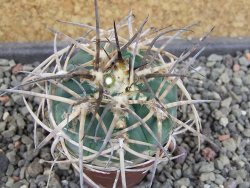 Gymnocalycium armatum Tarija, pot 5,5 cm - 12404895