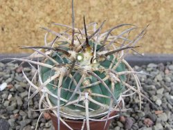 Gymnocalycium armatum Tarija, pot 5,5 cm - 12404896