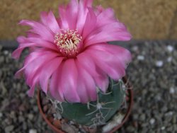 Gymnocalycium denudatum Jan Šuba, pot 6,5 cm