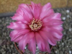 Gymnocalycium denudatum Jan Šuba, pot 6,5 cm - 12404902
