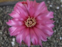Gymnocalycium denudatum Jan Šuba, pot 6,5 cm - 12404903